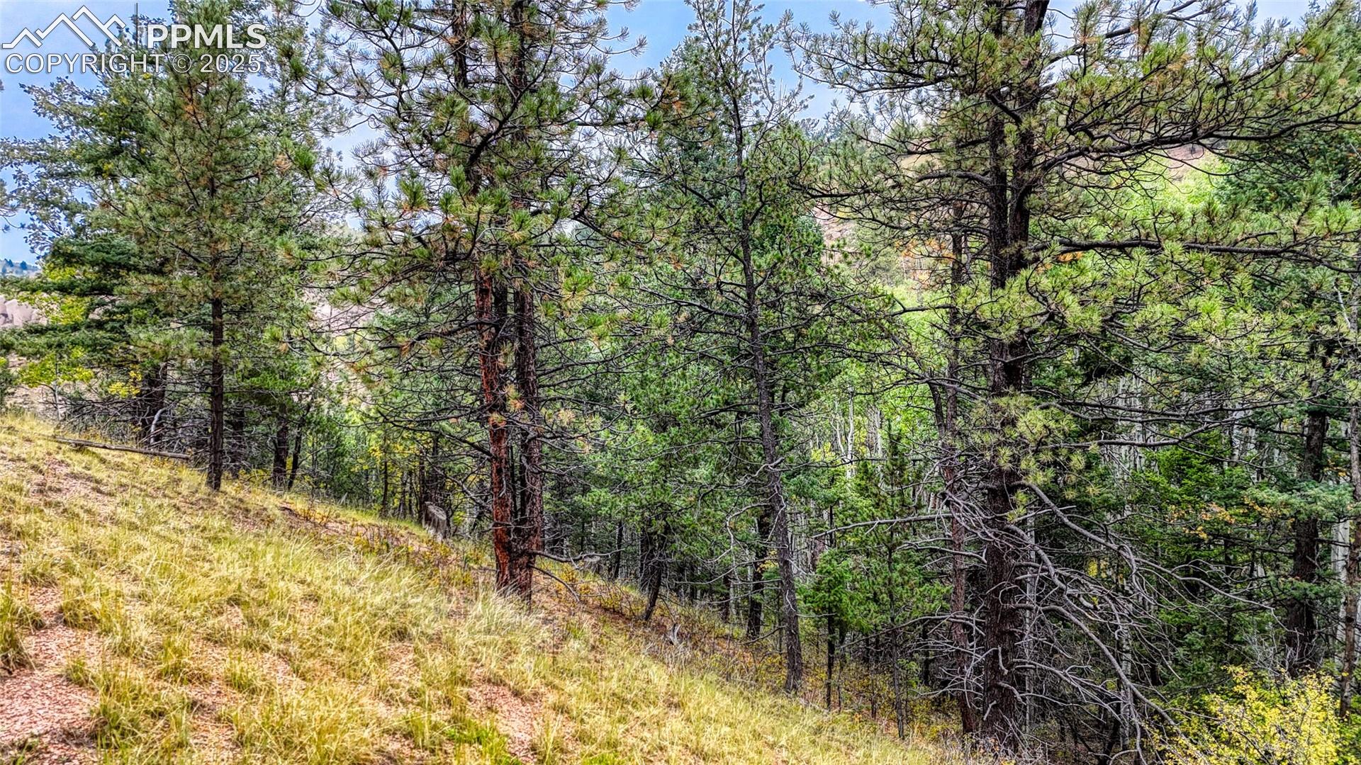 Photo 8 of 599 Dandy Jim Drive, Cripple Creek