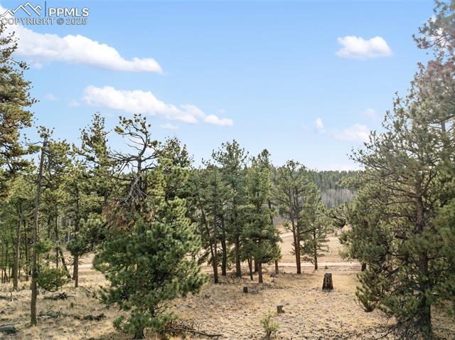 View of woods