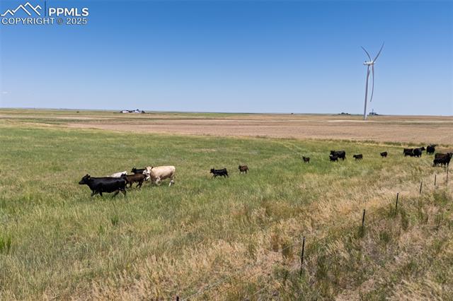 Cattle on summer grass.