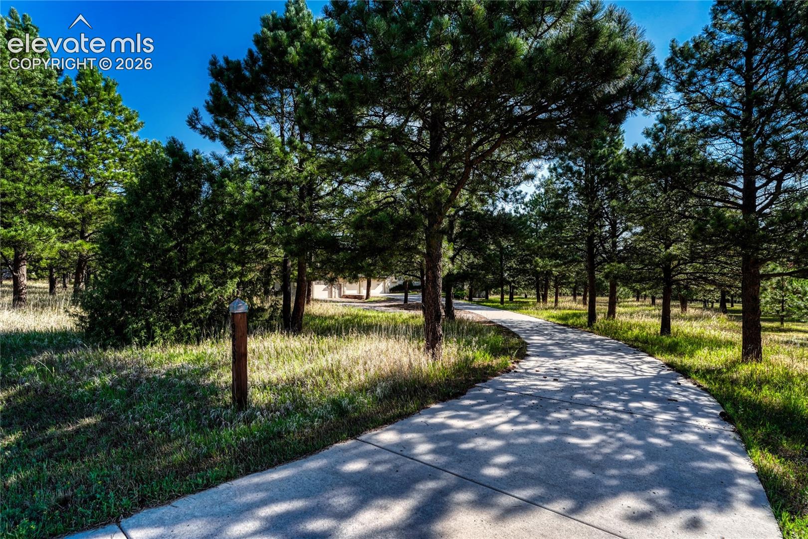 The drive comes in through the pines.