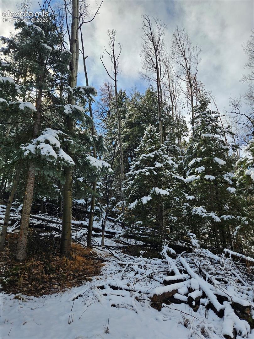 Wooded lot featuring mature evergreen trees, deciduous timber, and natural terrain