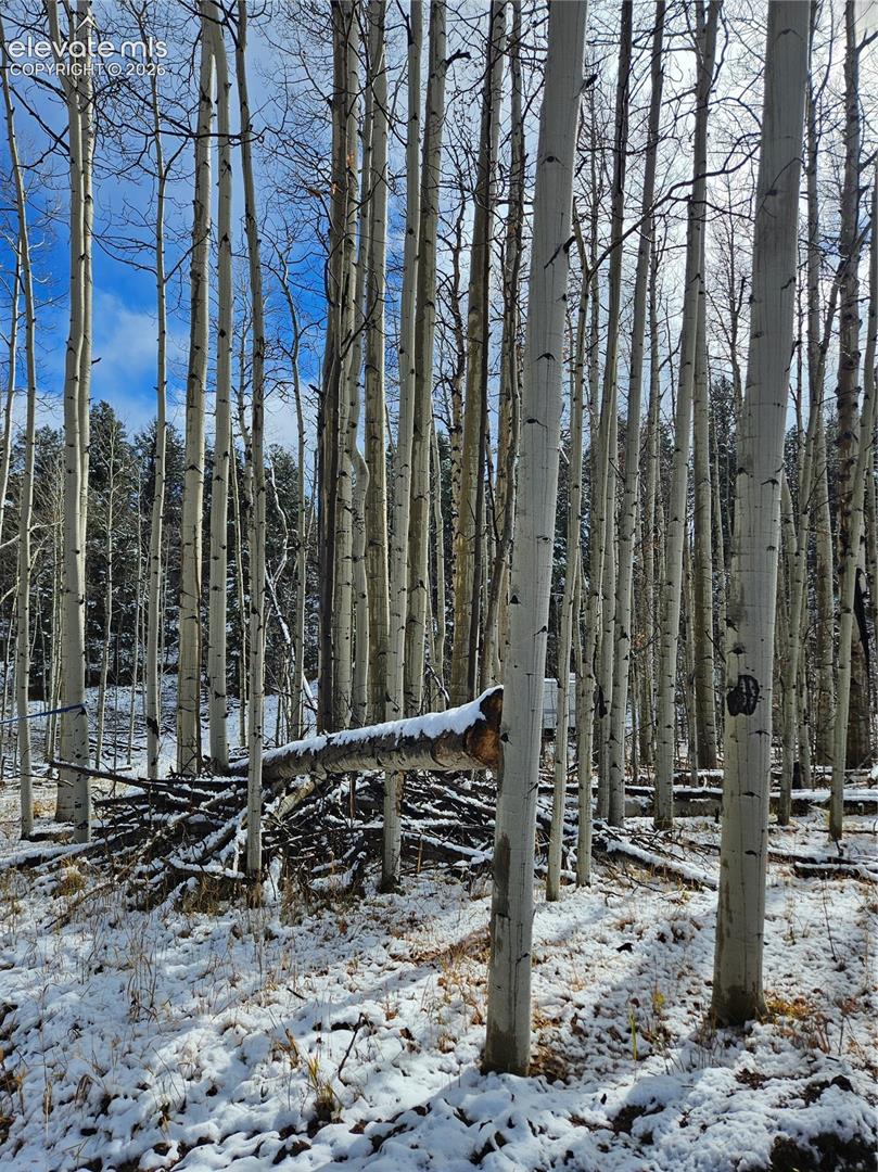 Dense stand of mature aspen trees on the property grounds featuring natural terrain and seasonal snow coverage