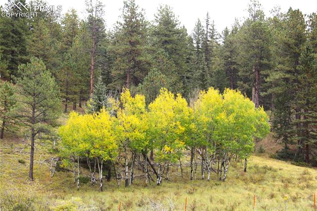 Changing aspen