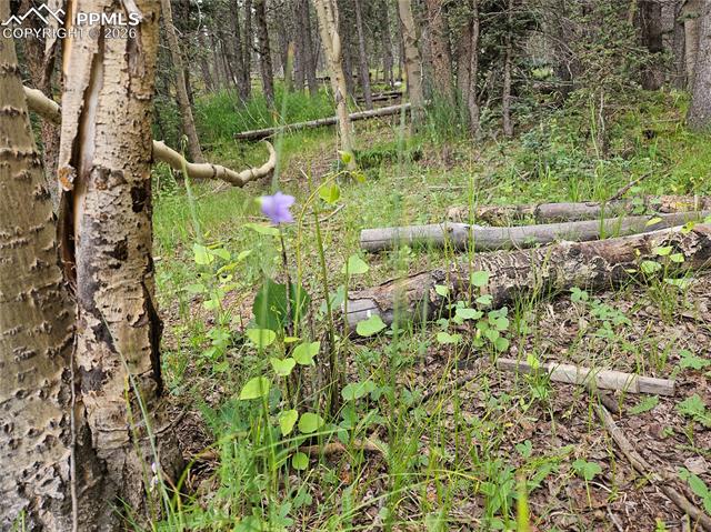 Natural Flowers
