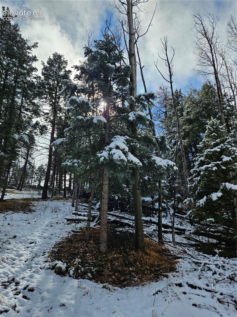 Wooded lot featuring mature evergreen and deciduous trees with natural terrain