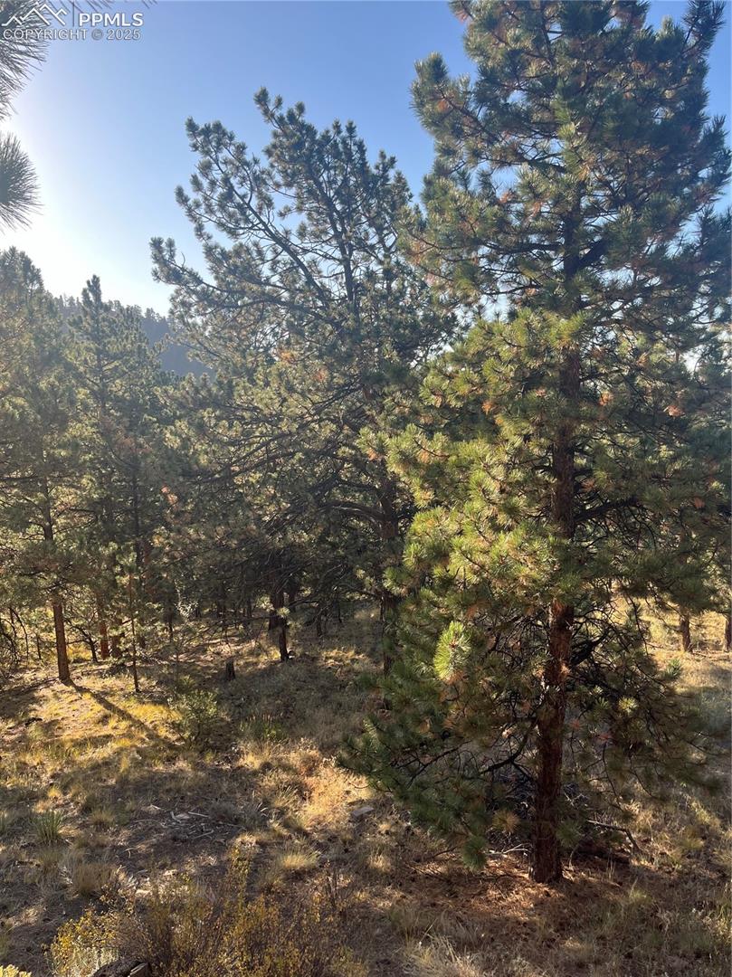 Trees, Mountain Air what more could you dream of?