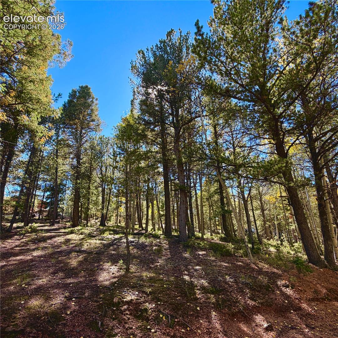 Mature trees on a sloped lot