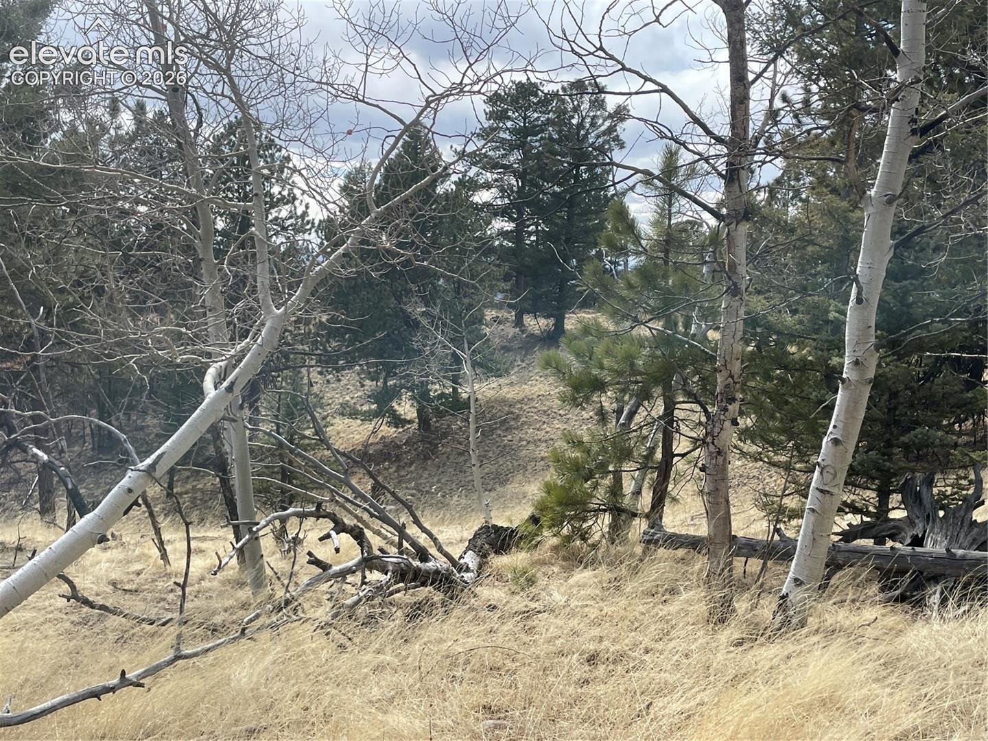 Wooded acreage featuring native grasses, mature aspen trees, and evergreen pine stands