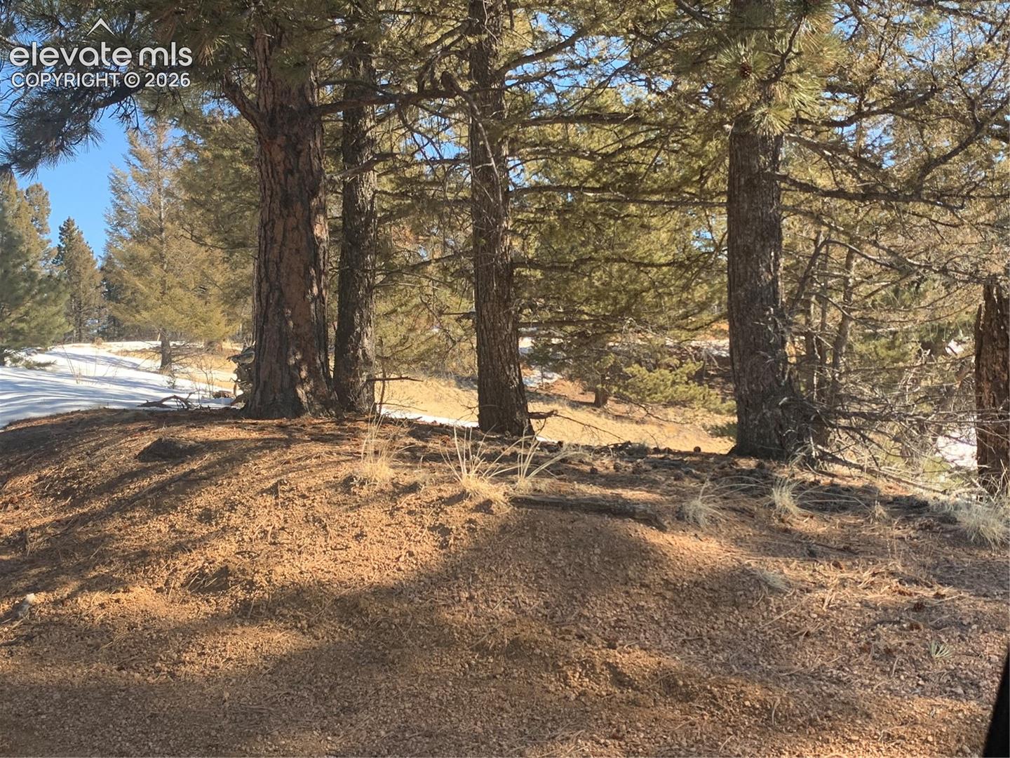 Natural landscape featuring mature coniferous trees, varied topography, and native ground cover