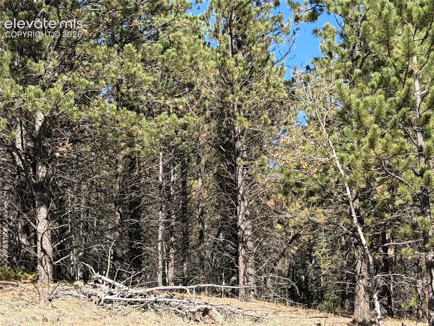 Wooded landscape featuring mature evergreen trees and natural terrain