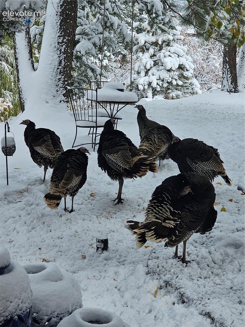 Wildlife dropping by