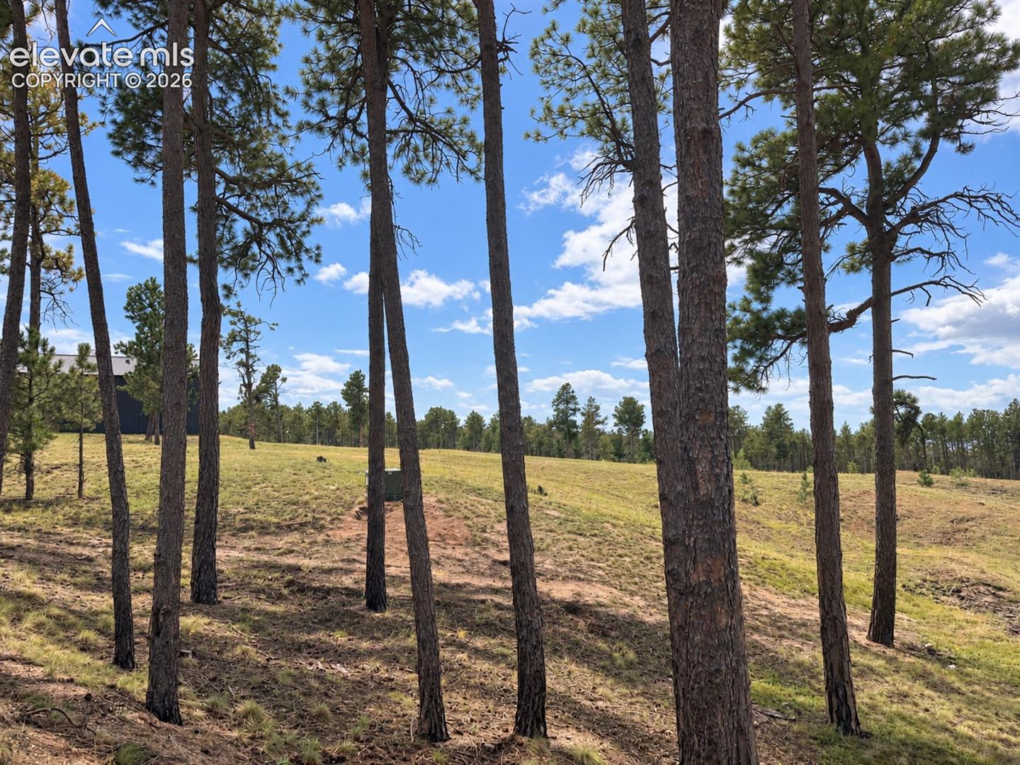 Gorgeous treed lot