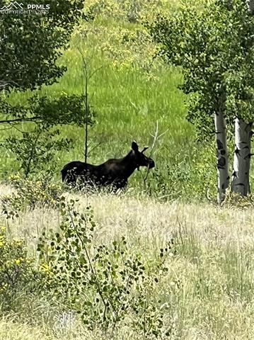 Moose, deer, and elk. Plenty of wildlife watching. 