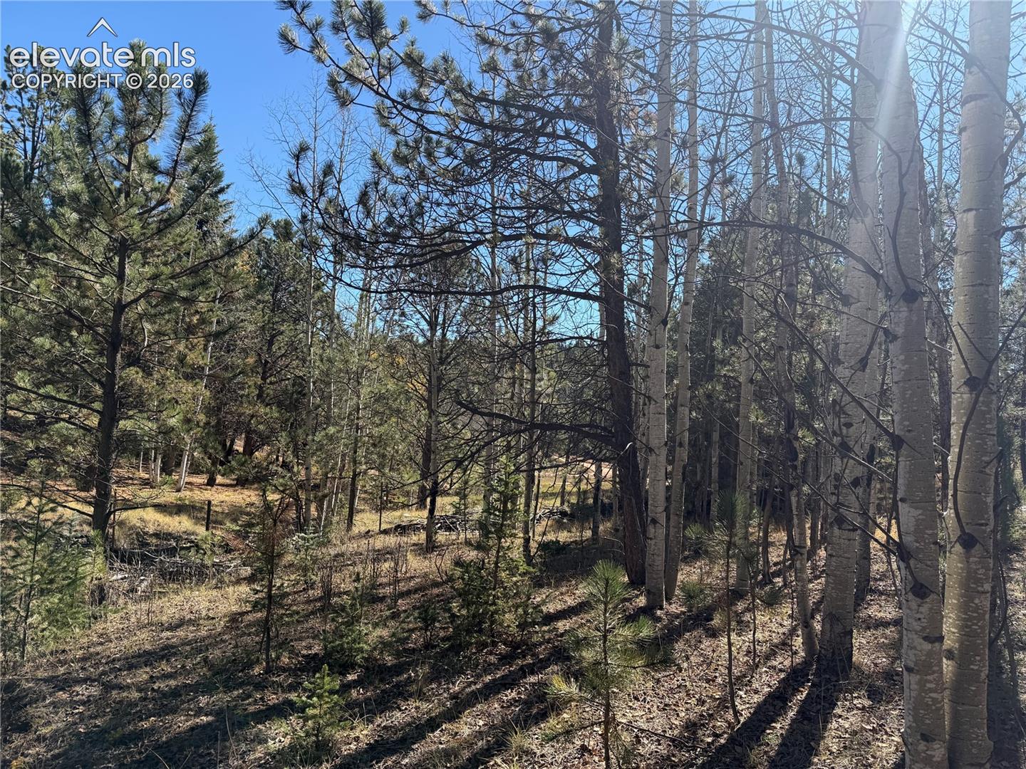 Wooded parcel featuring a mixture of mature pine and aspen trees set upon natural terrain