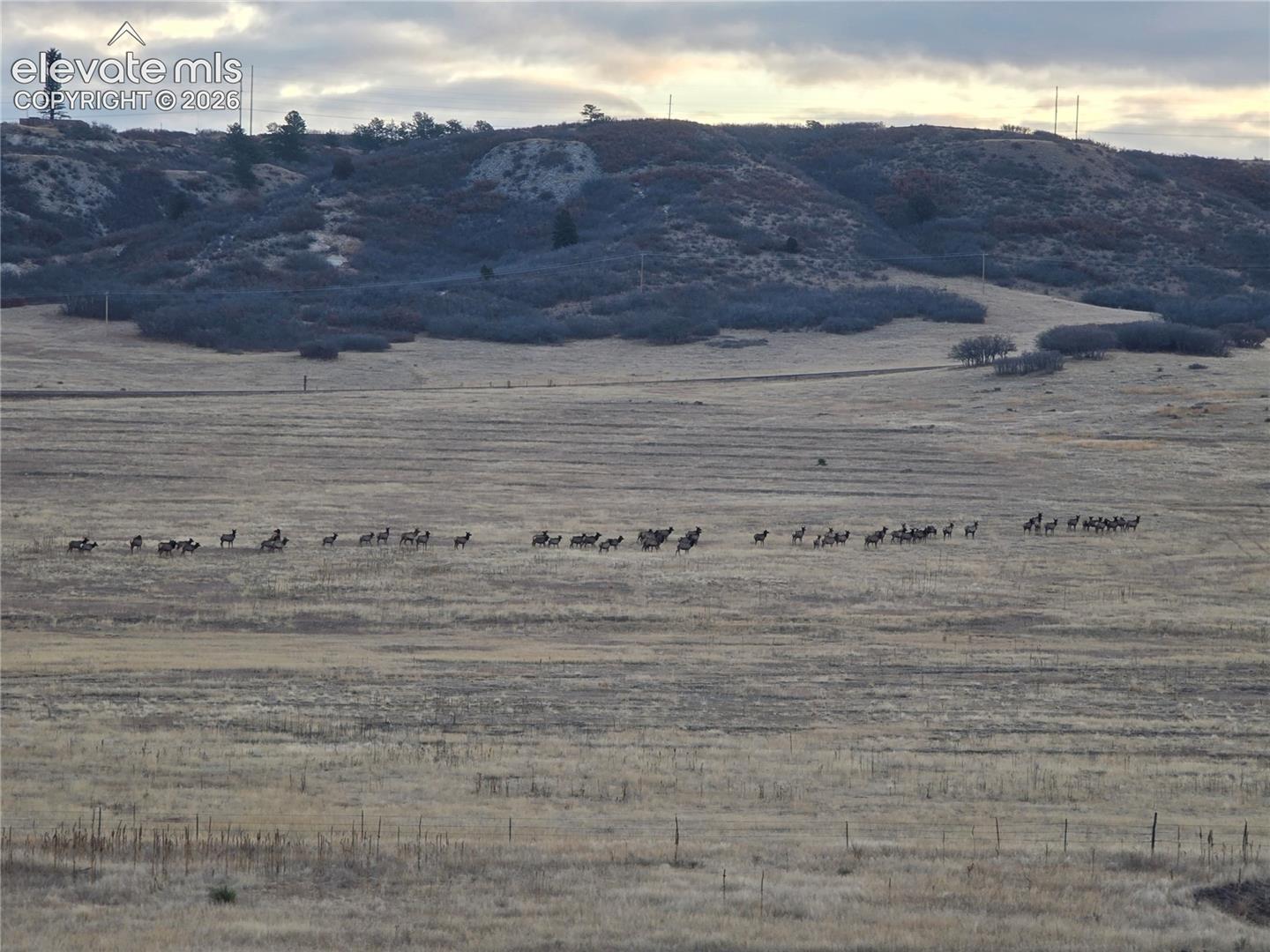 Elk herd viewed from the new upper covered deck. 
