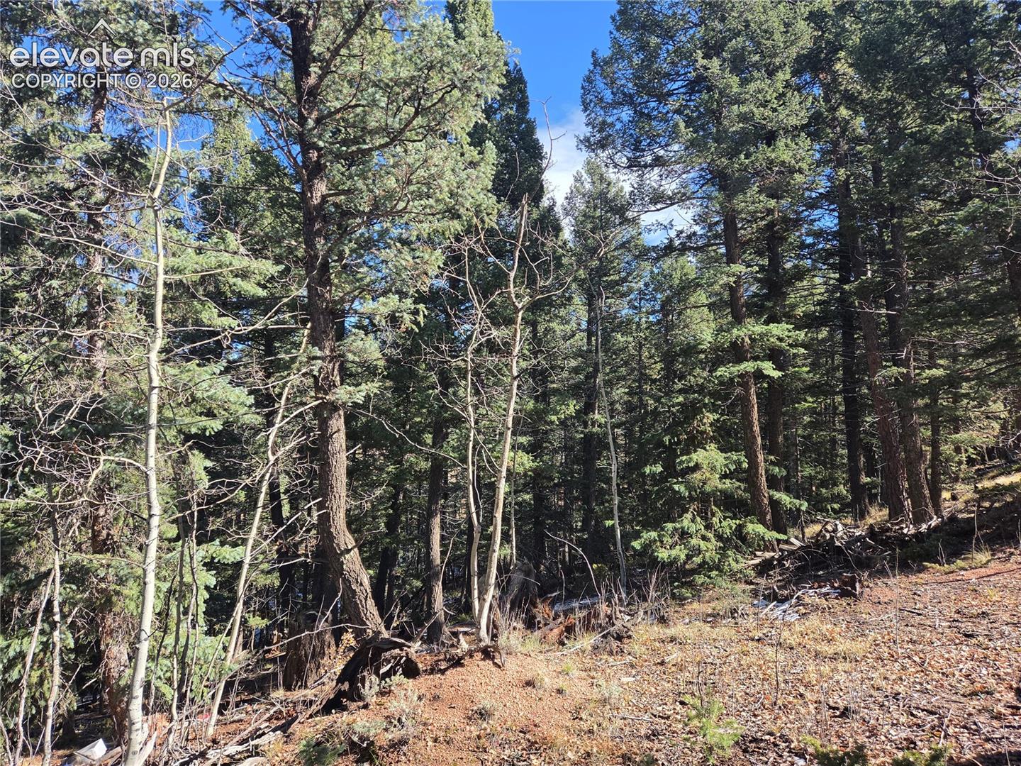evergreens and aspen, natural vegetation and grasses