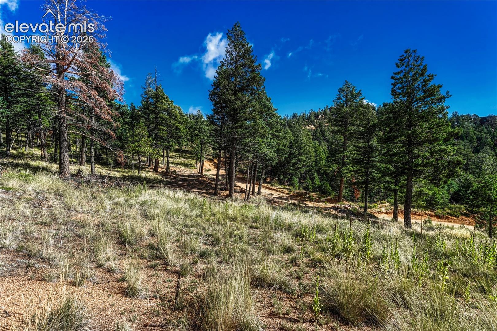 Meadow and trees with the road below