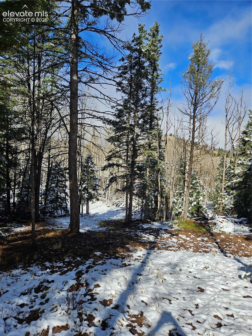Wooded parcel featuring mature coniferous trees and expansive mountain terrain