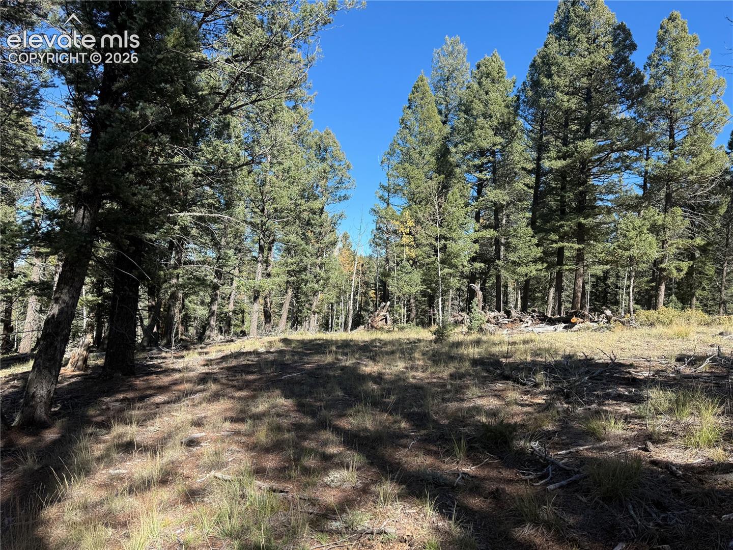 Parcel featuring mature evergreen trees and native ground cover