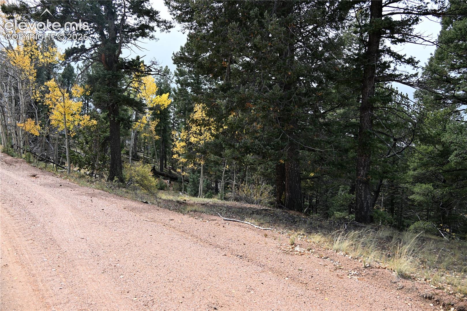 Undeveloped land featuring mature evergreen trees, deciduous foliage, and a gravel access path
