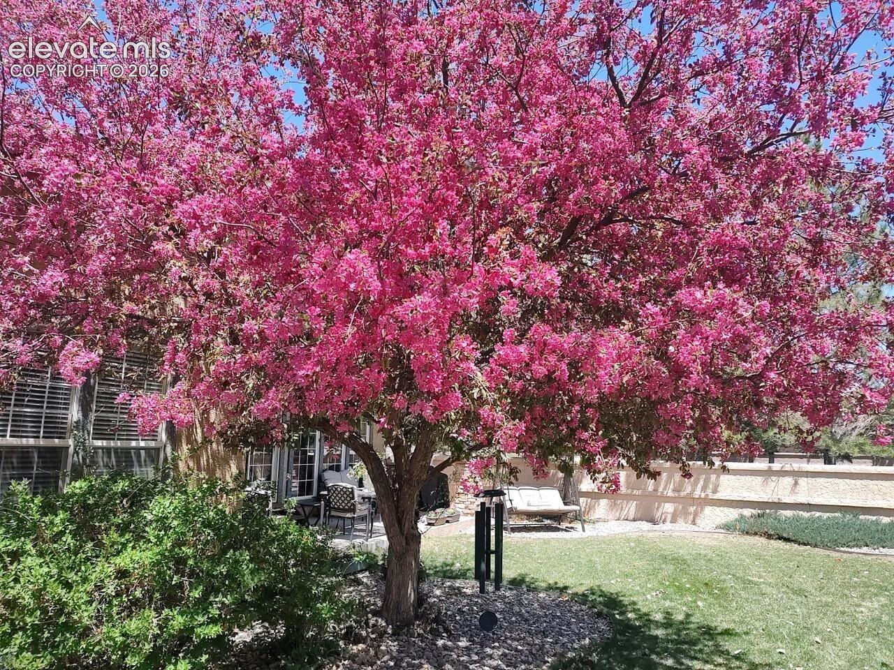 Flowering crabapple tree in the rear yard