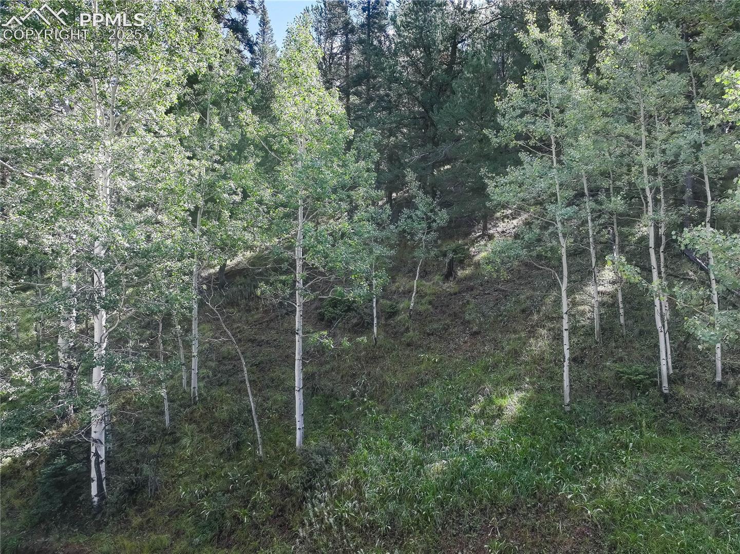 Combination of aspens & pines