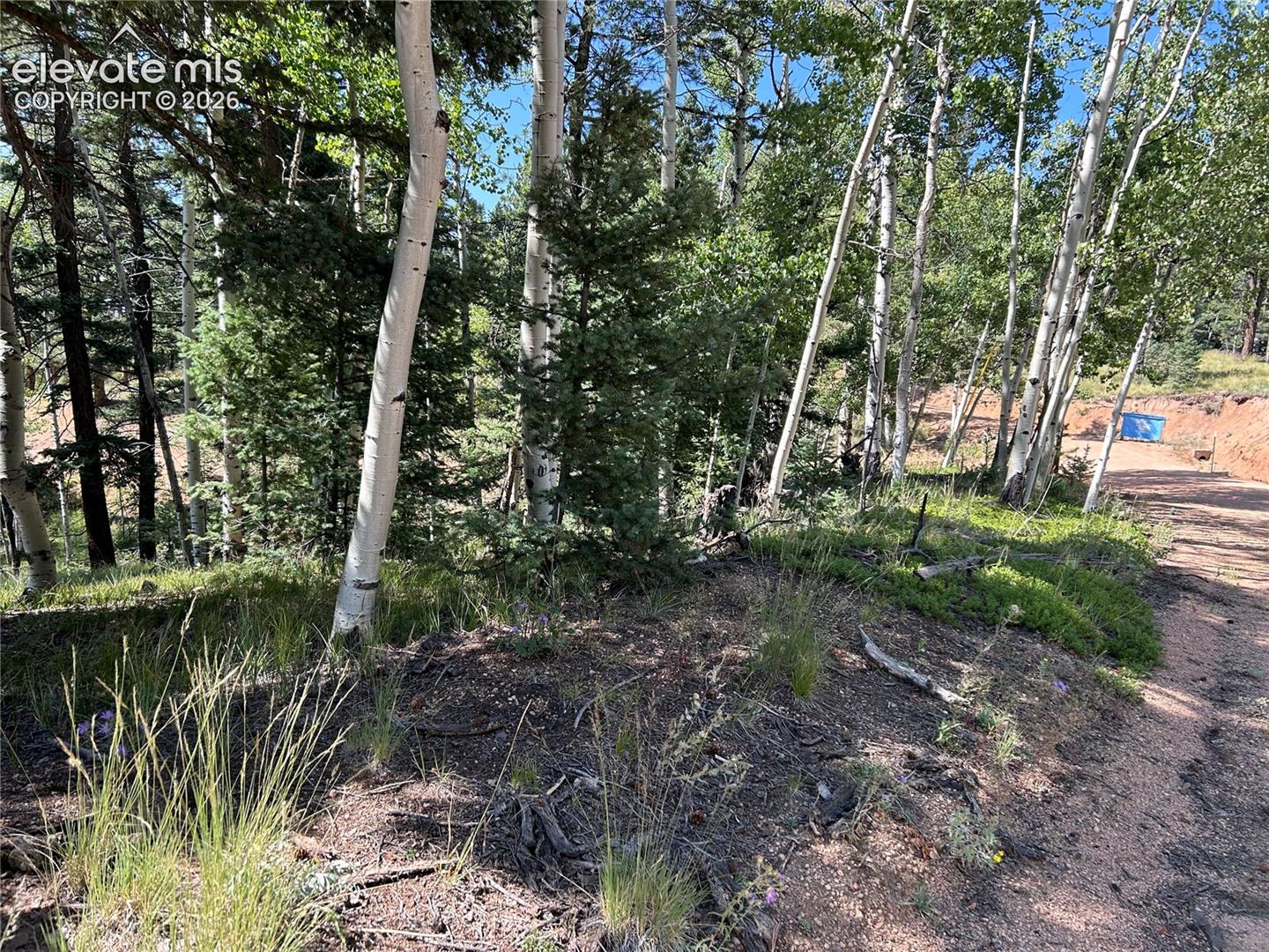 Wooded lot featuring mature aspen and pine trees with an unpaved road border