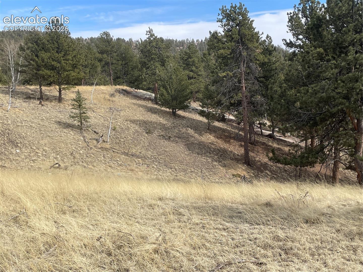 Sloping terrain featuring native grasses and mature evergreen timber
