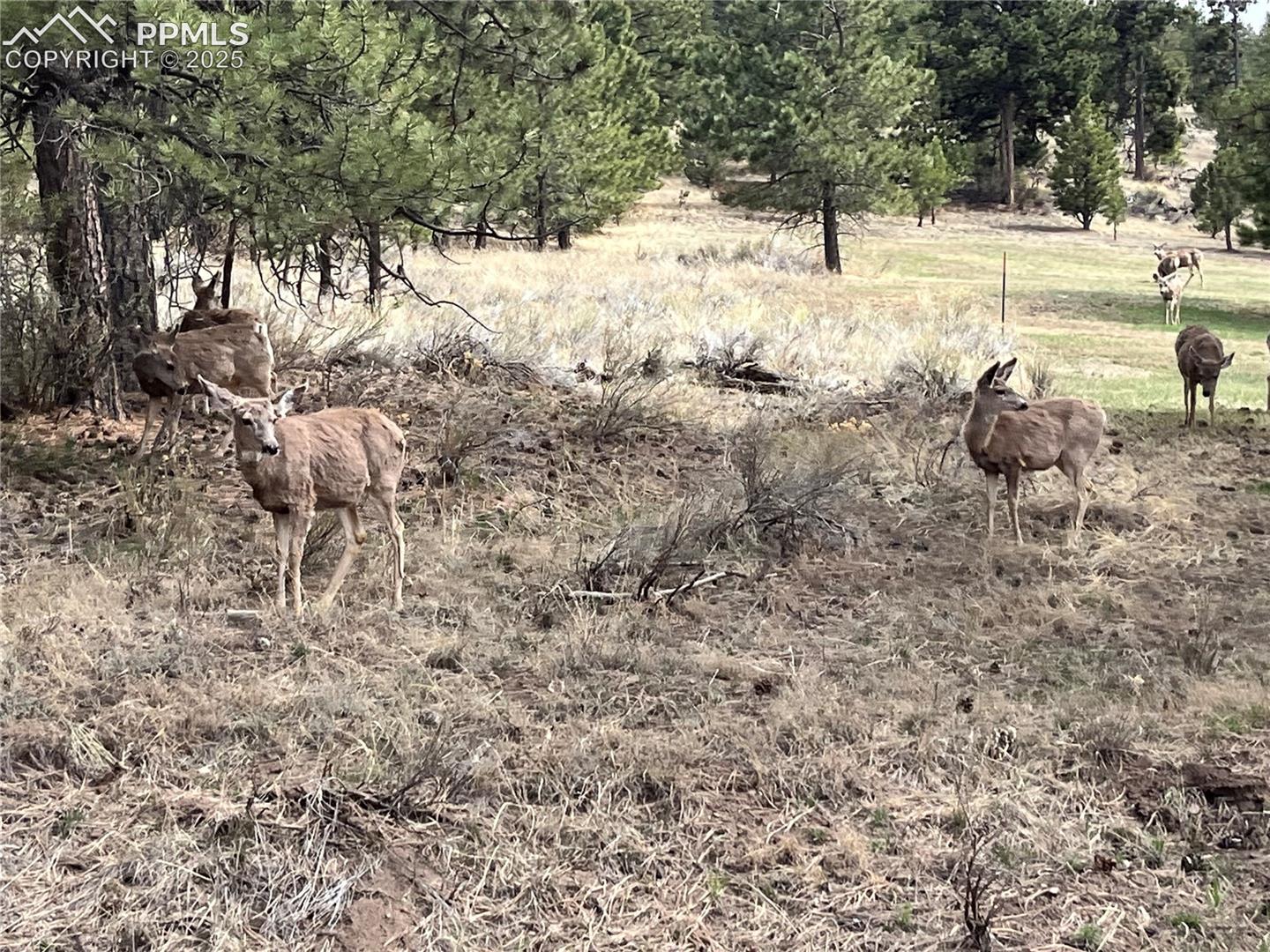 Wildlife is abundant throughout the area.