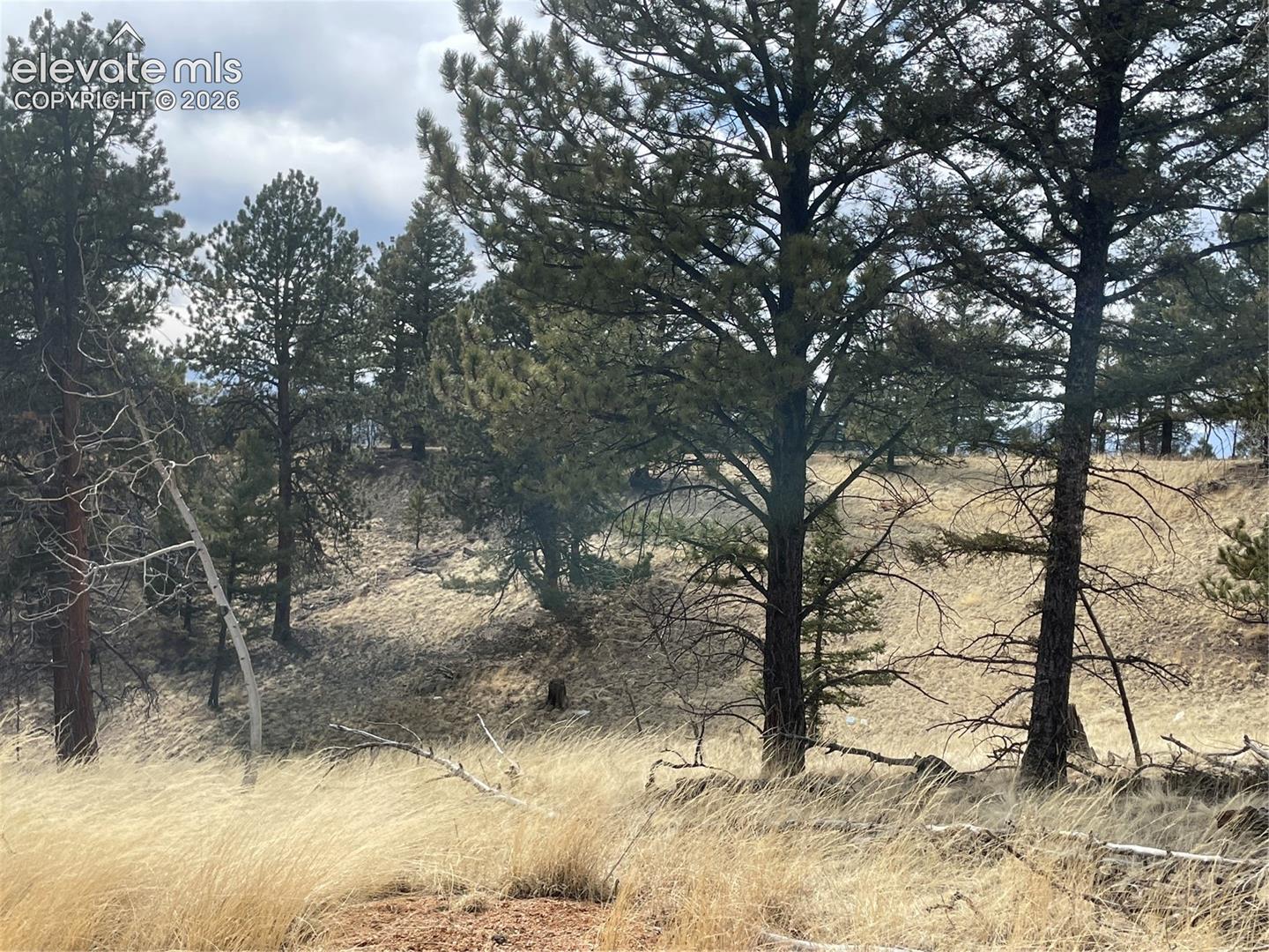 Sloping natural terrain featuring mature pine trees and native grasses