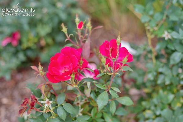 Beautiful perennials and landscaping through the complex!