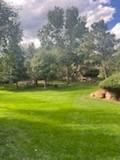 Expansive green lawn with mature trees and natural landscaping