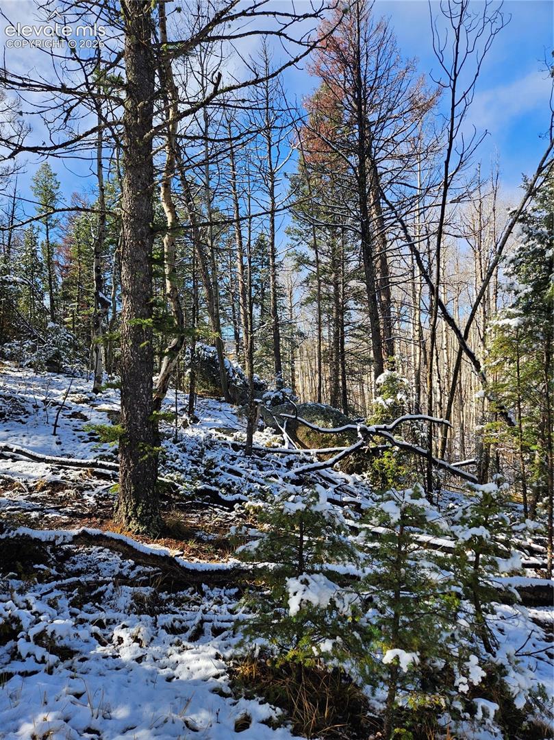 Wooded terrain featuring mature pine and deciduous trees, natural rock outcroppings, and sloping topography