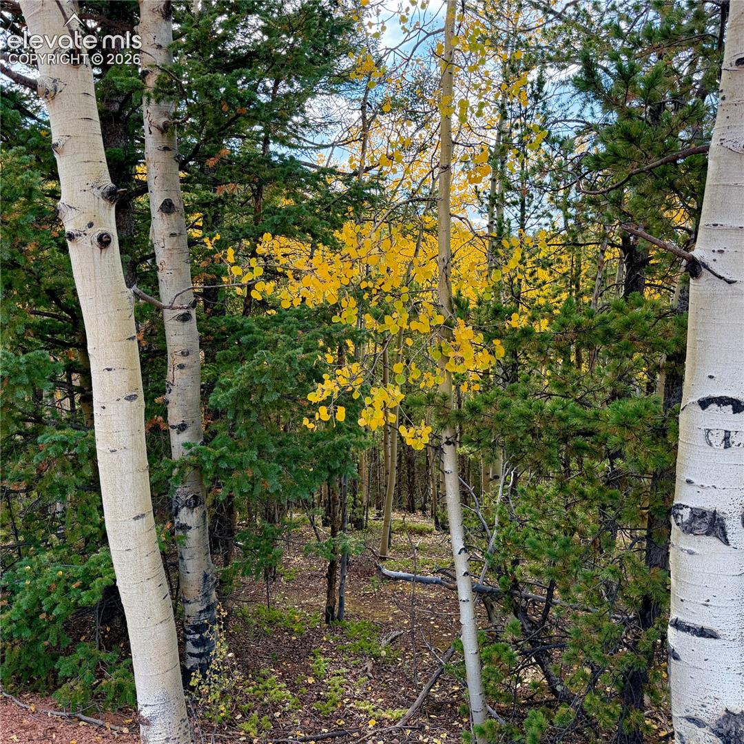 Wooded landscape featuring mature evergreen trees and vibrant deciduous foliage