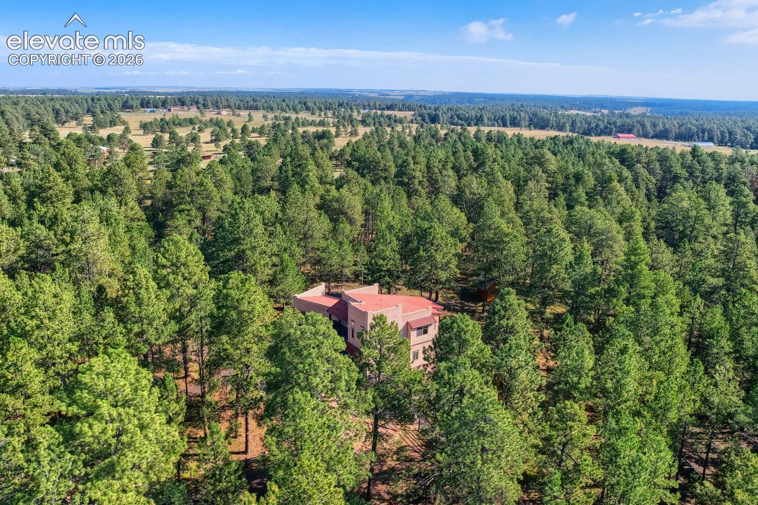Beautiful ponderosa pine