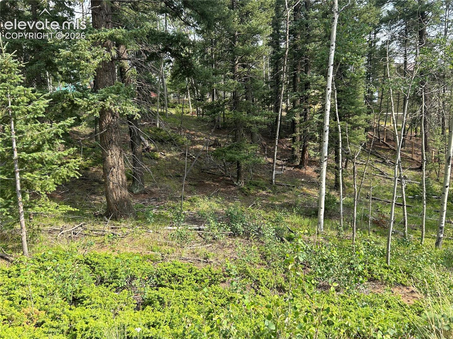 Sloped parcel featuring mature evergreen trees, white aspen stands, and native ground cover