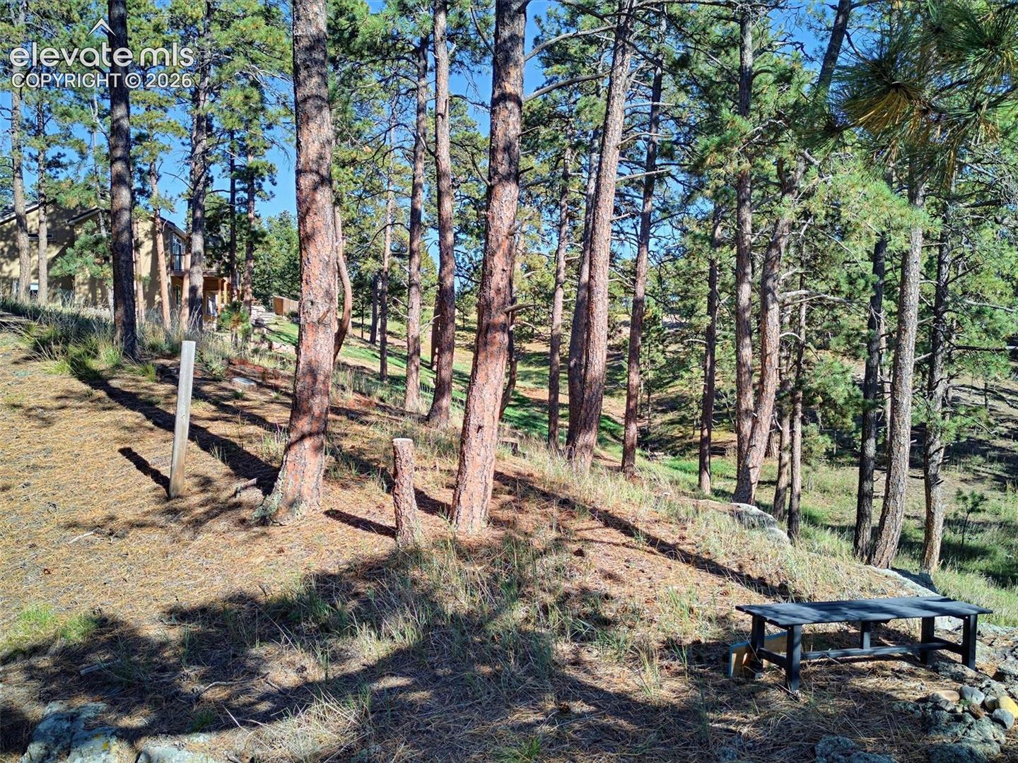 Historic Colorado "Bent Trees" 
