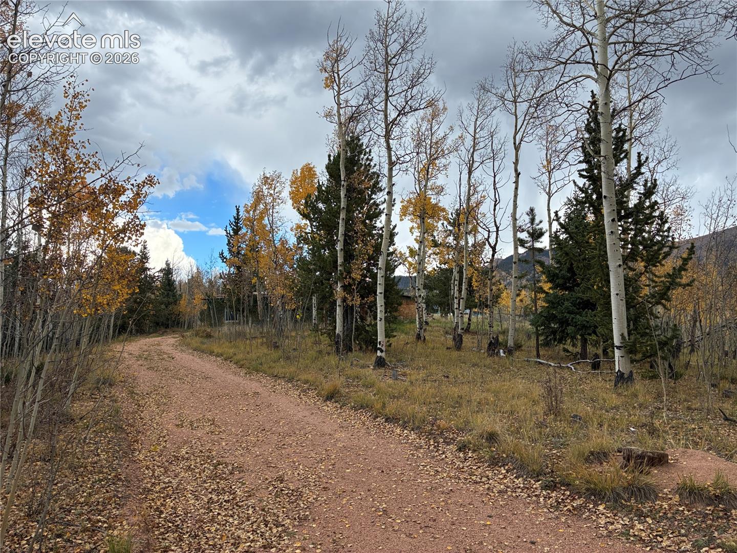Natural landscape featuring a winding dirt pathway, dense groves of mature aspen and evergreen trees, and mountainous terrain