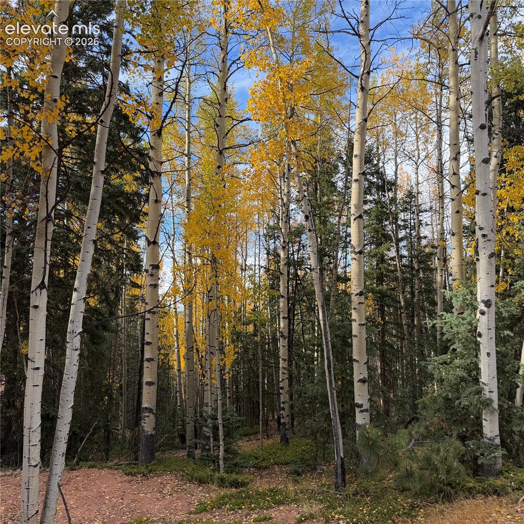 Expansive lot featuring mature deciduous trees with vibrant yellow foliage and established evergreen trees