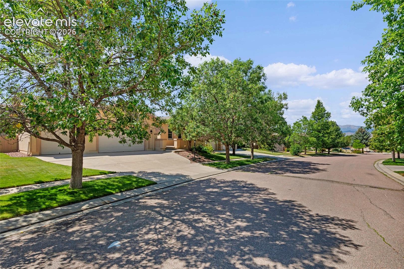 Street with mature trees
