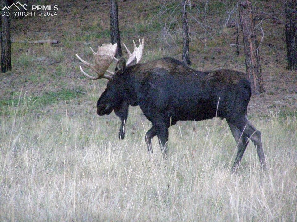 Moose caught on camera in Westcreek Lakes