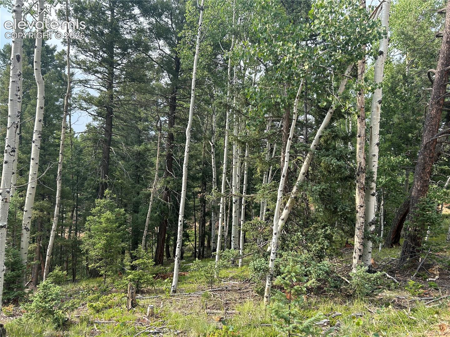 Sloping terrain featuring a dense concentration of mature aspen and pine trees