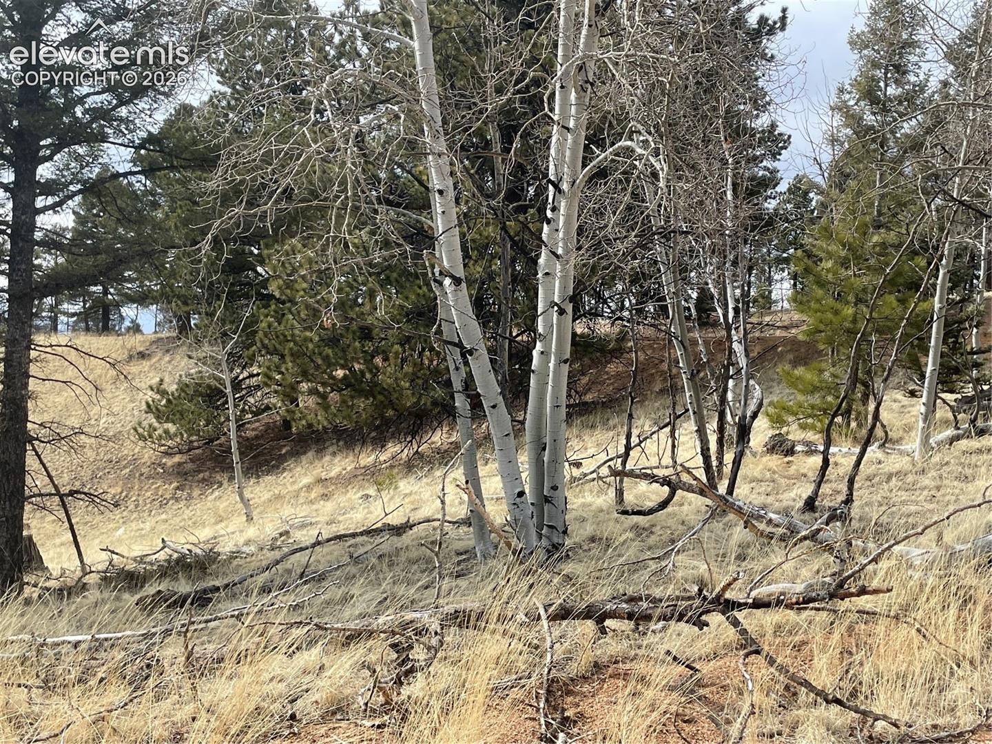 Sloped landscape featuring mature aspen groves, evergreen trees, and natural grasses