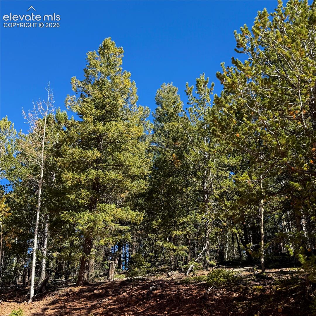 Forested landscape with mature evergreen trees and sloped terrain