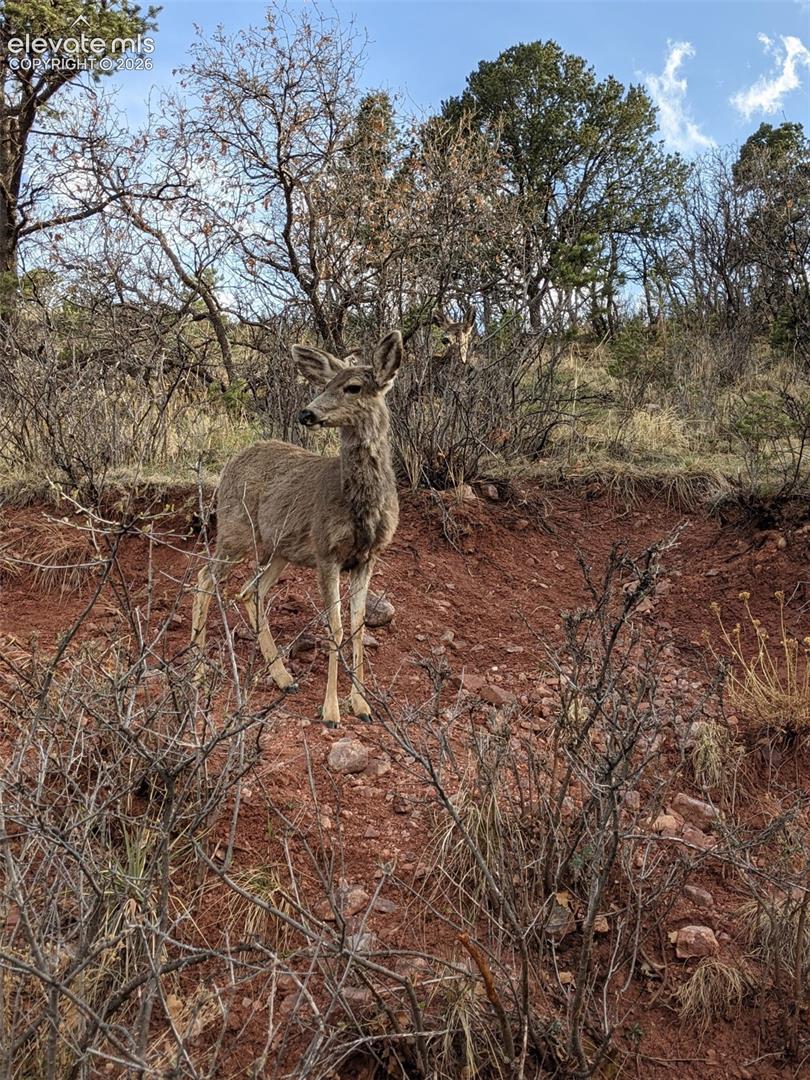 Wildlife sitings from the property