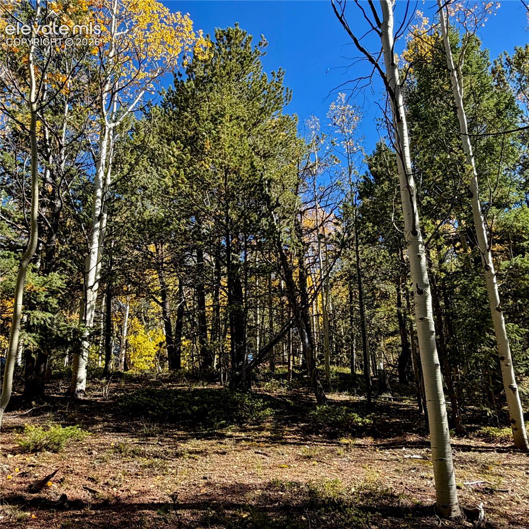 Mature trees with vibrant autumn foliage