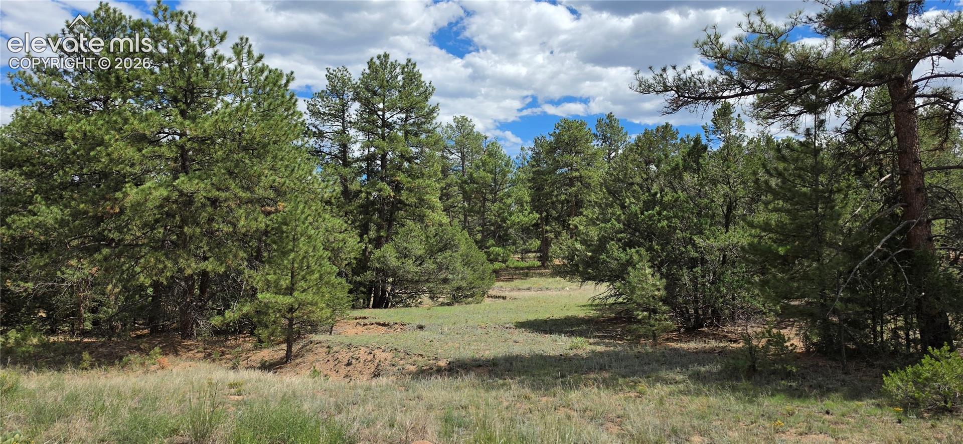 Expansive natural landscape featuring a mix of mature coniferous trees and open grassy areas under a partly cloudy sky