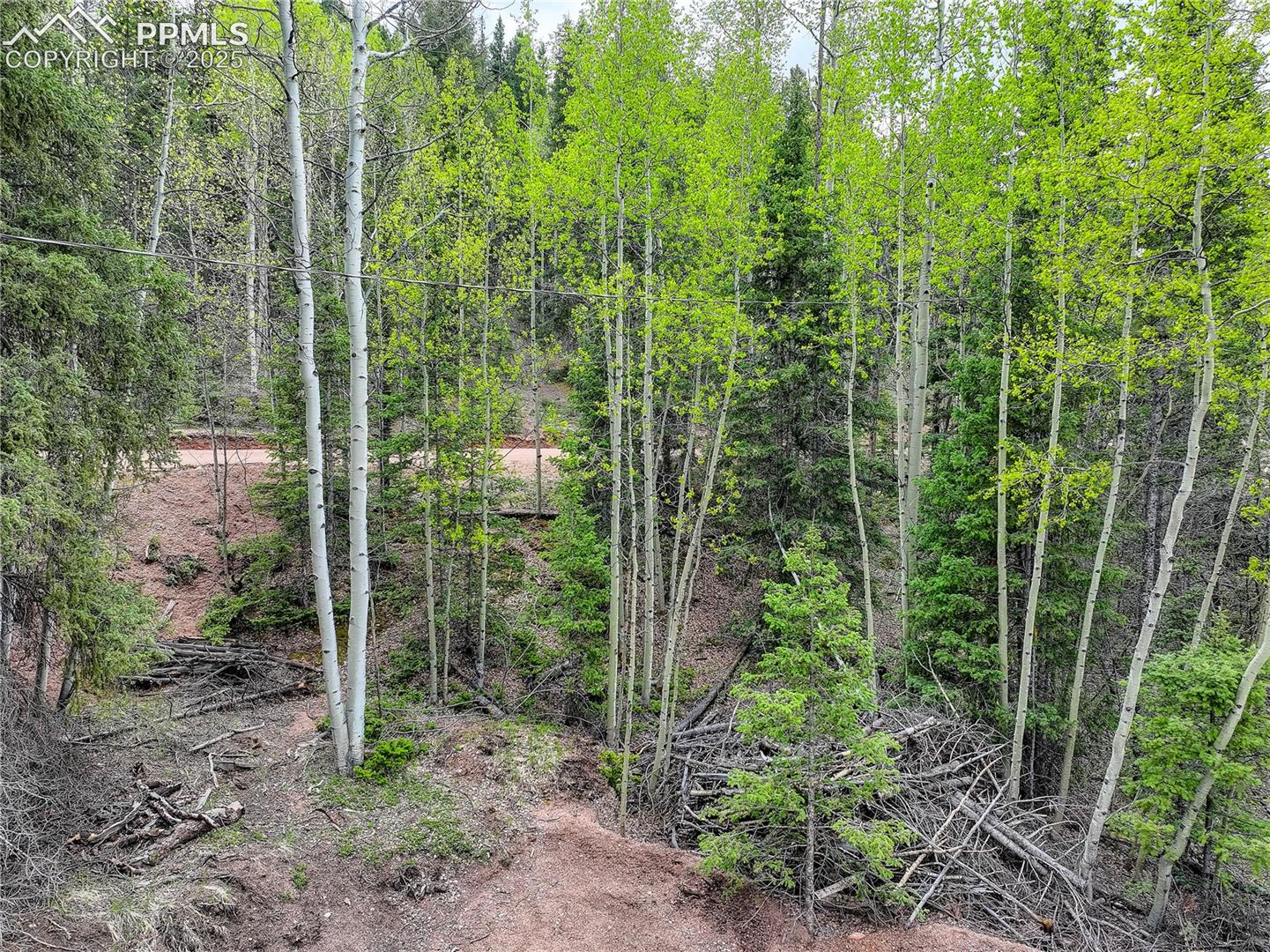 Trees for privacy
