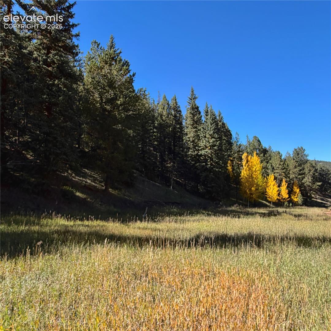 Expansive natural landscape featuring a sloped terrain, dense evergreen tree line, and a foreground of tall grasses