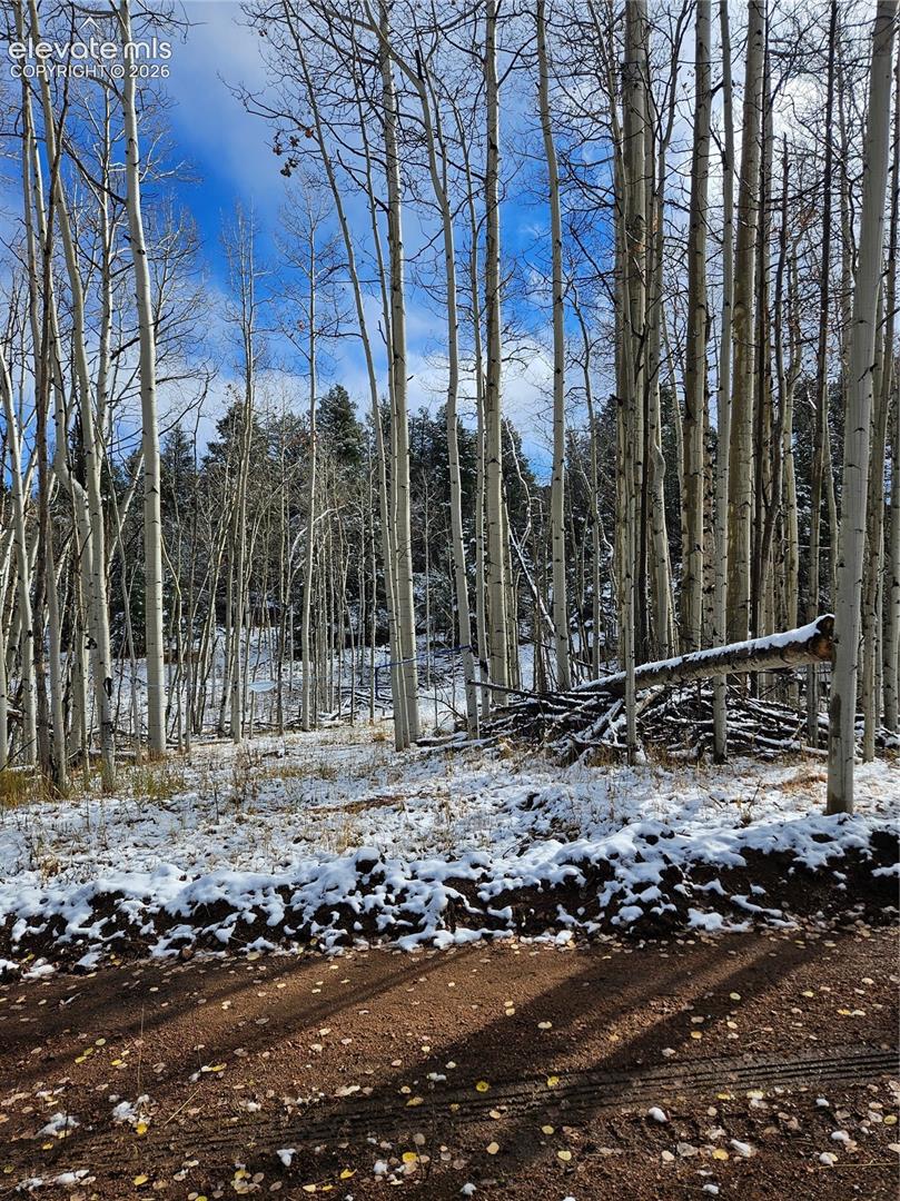 Expansive natural lot featuring a dense stand of mature aspen trees and native landscape